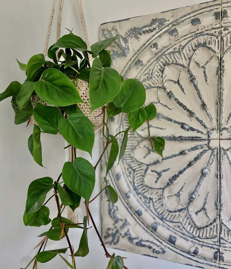 Heartleaf Philodendron