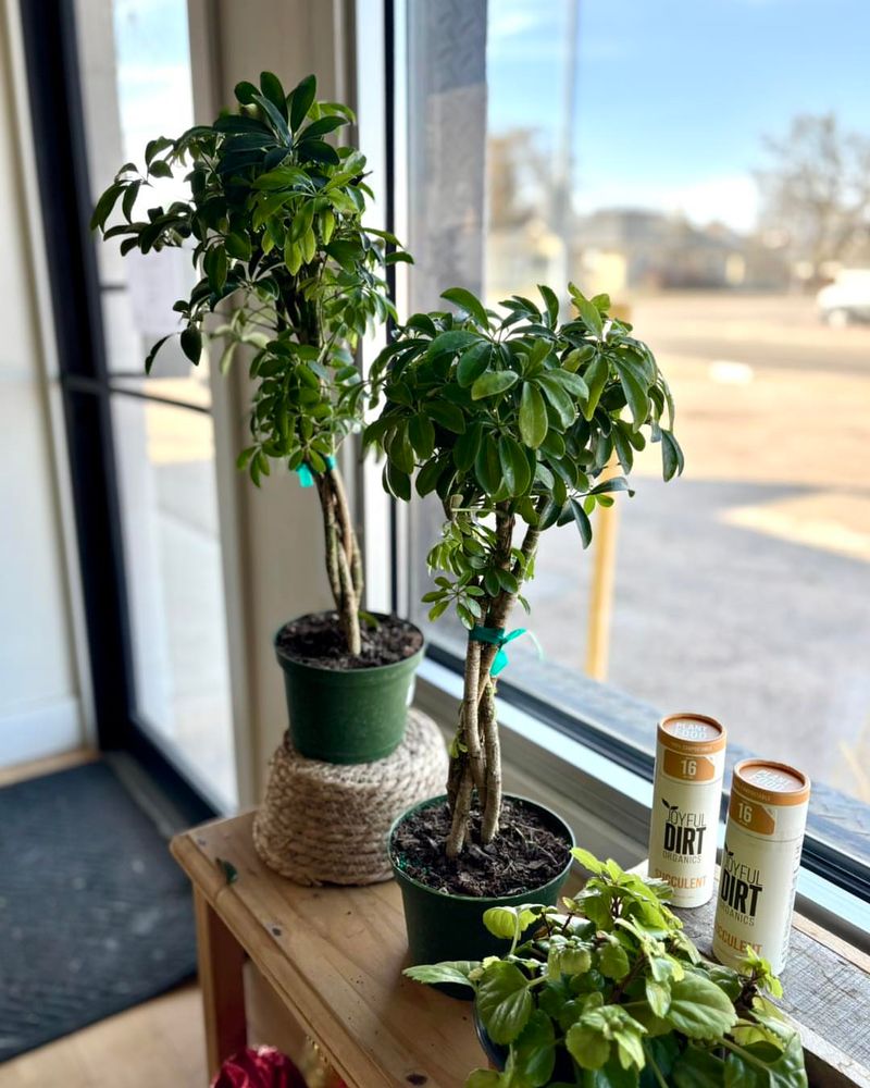 Schefflera (Umbrella Plant)