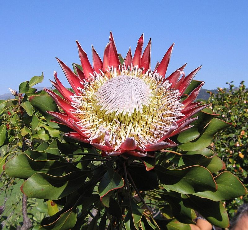 Protea
