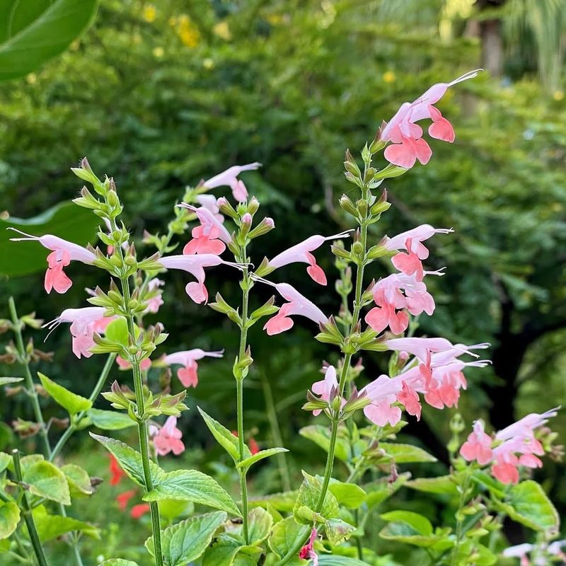 Salvia