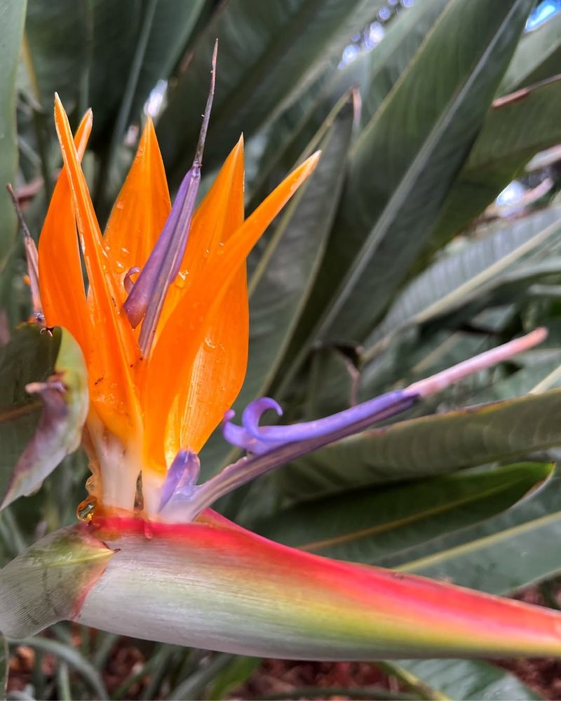 Bird Of Paradise (Strelitzia Reginae)