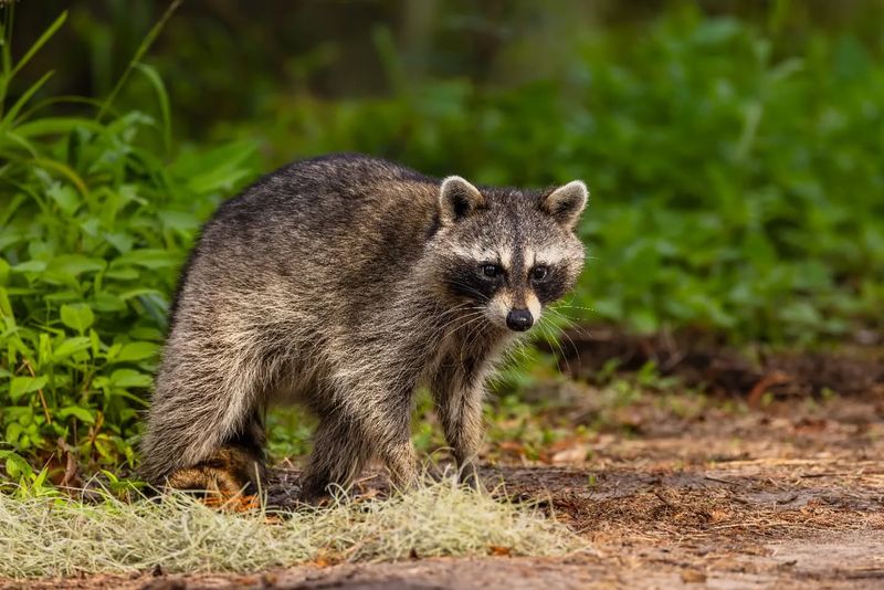 Damage To Lawns And Gardens