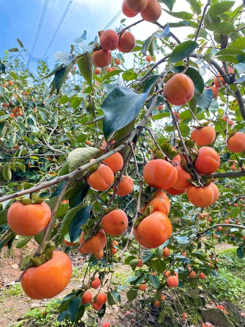 Persimmon Trees For The Ages