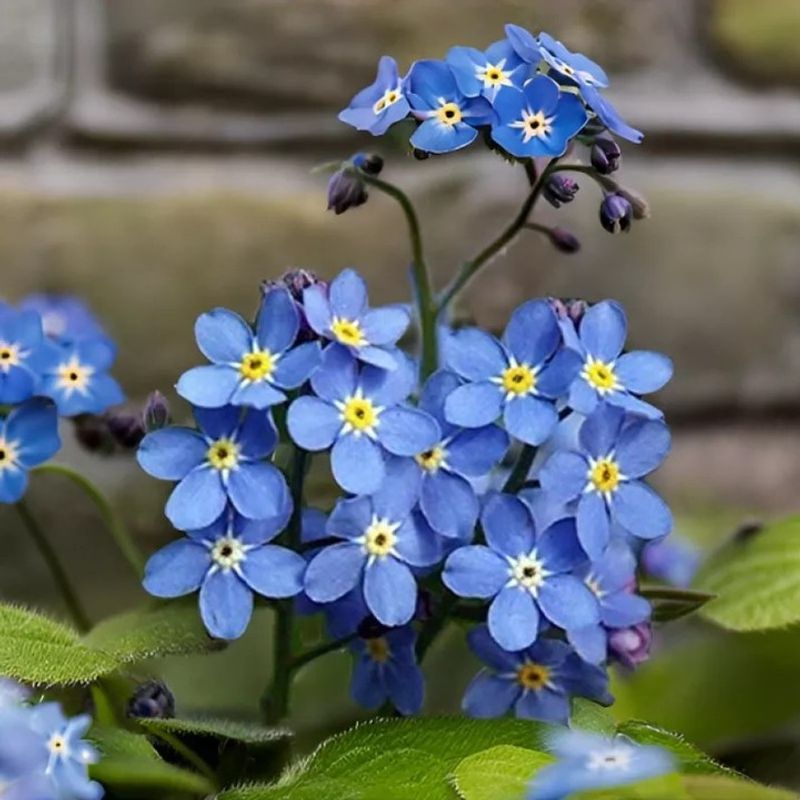 Forget-Me-Nots