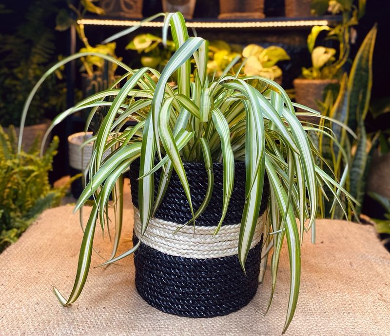 Spider Plant