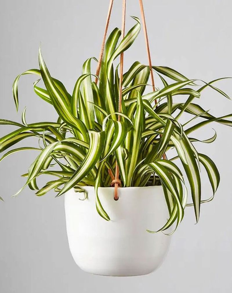 Spider Plant