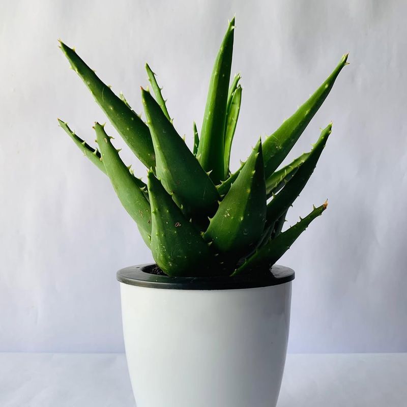 Aloe Vera