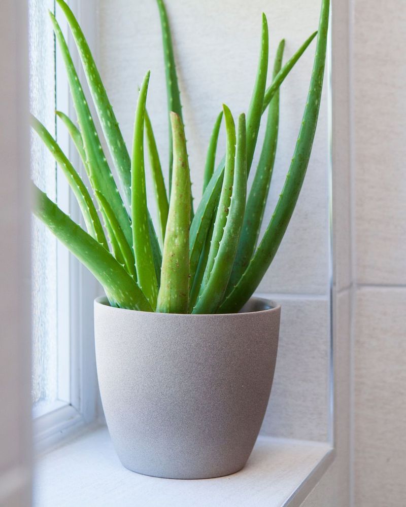 Aloe Vera