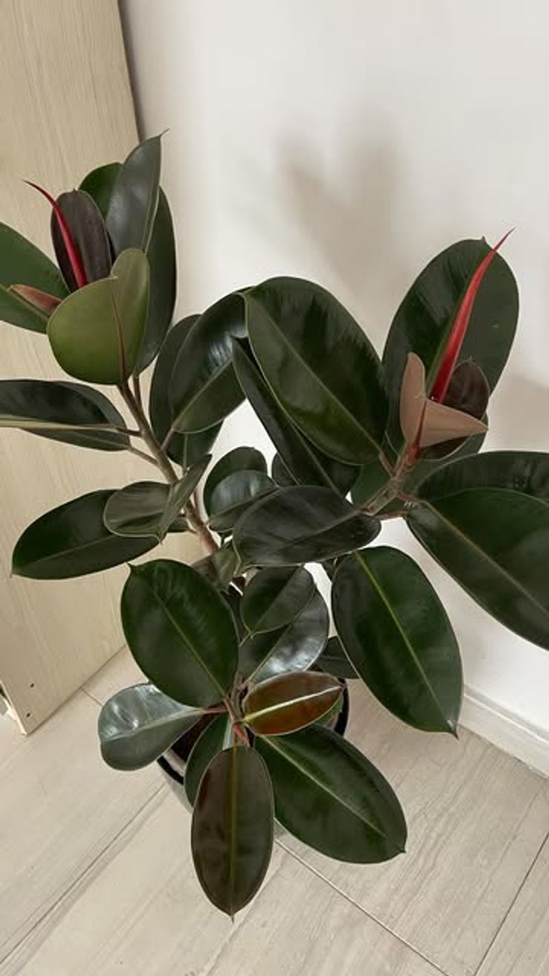 Rubber Plant