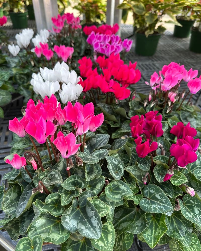 Cyclamen