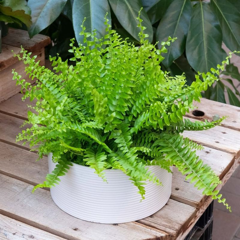 Boston Fern