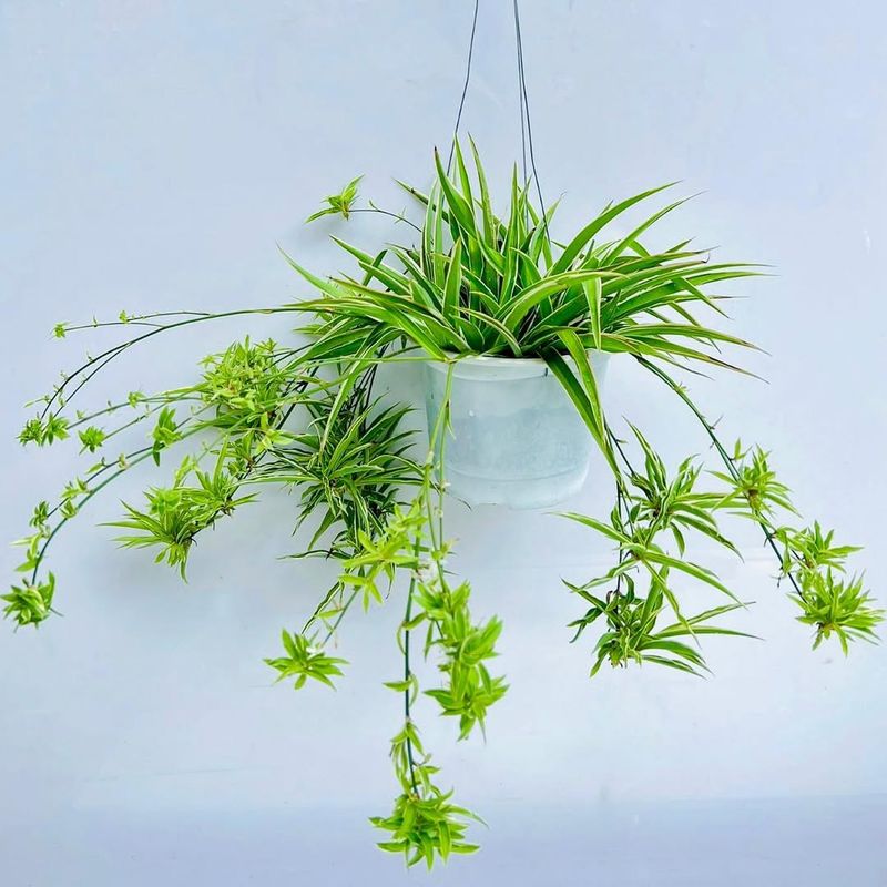 Spider Plant