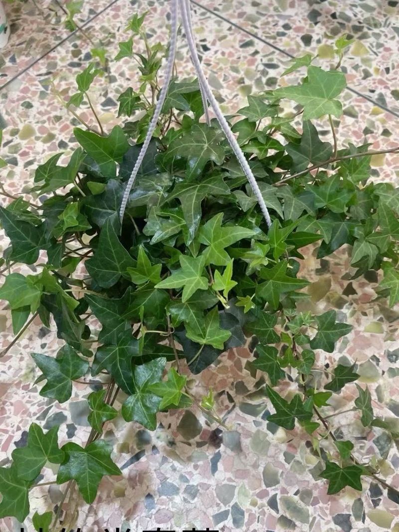 English Ivy (Hedera Helix &ndash; Indoor Use)