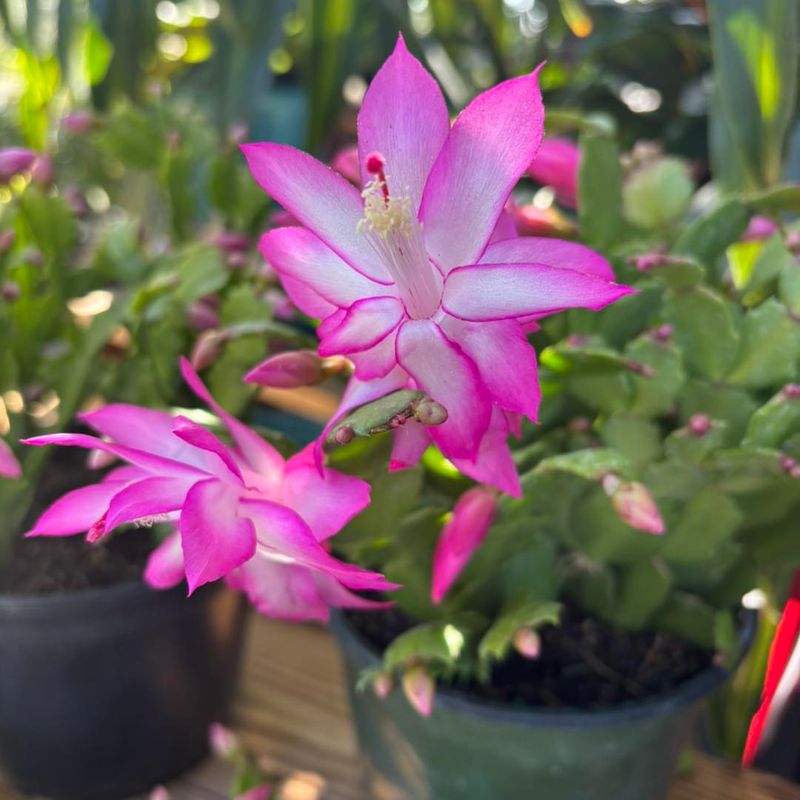 Bi-Color Christmas Cactus Varieties