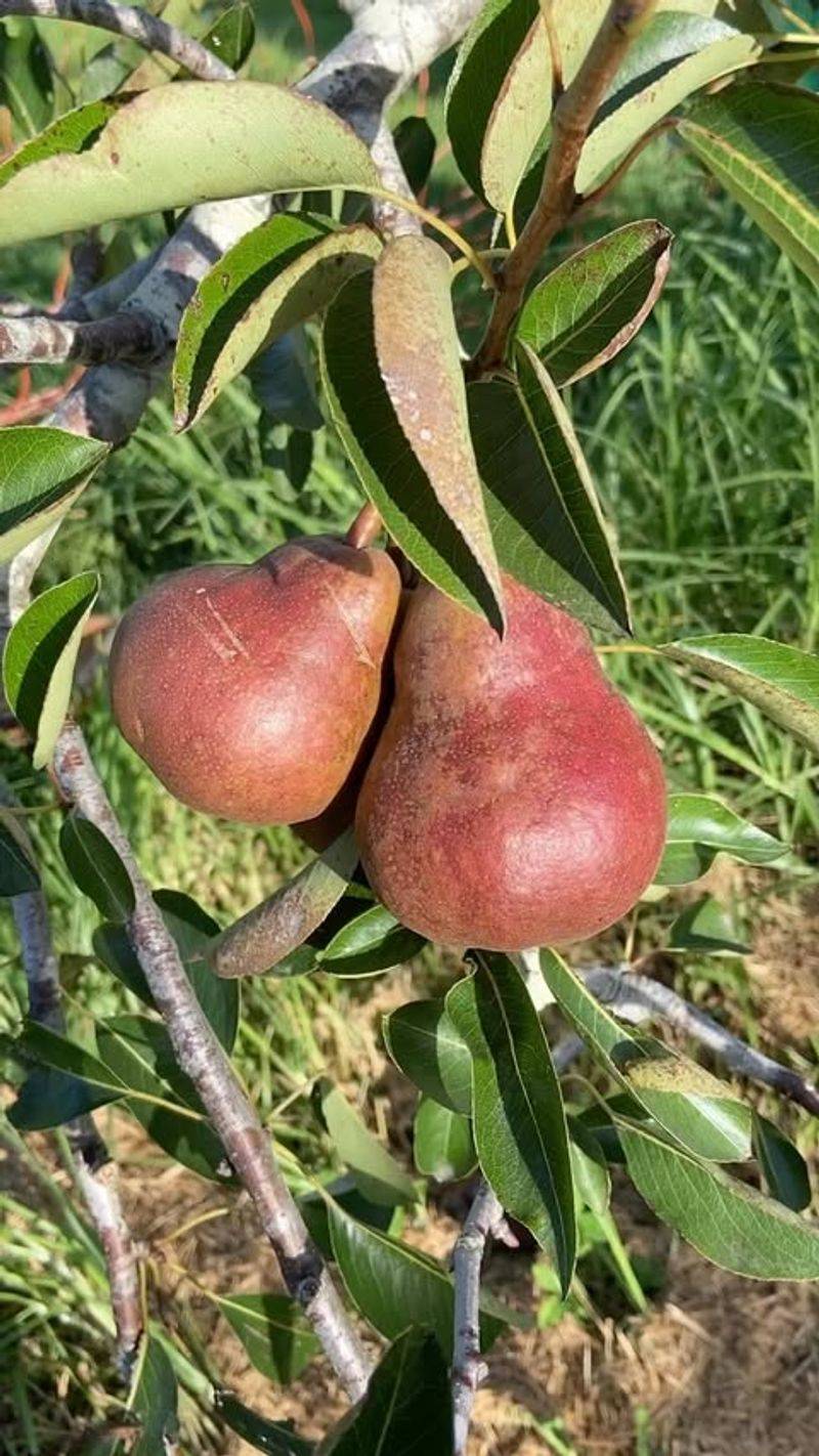 Pear Trees (European Varieties)