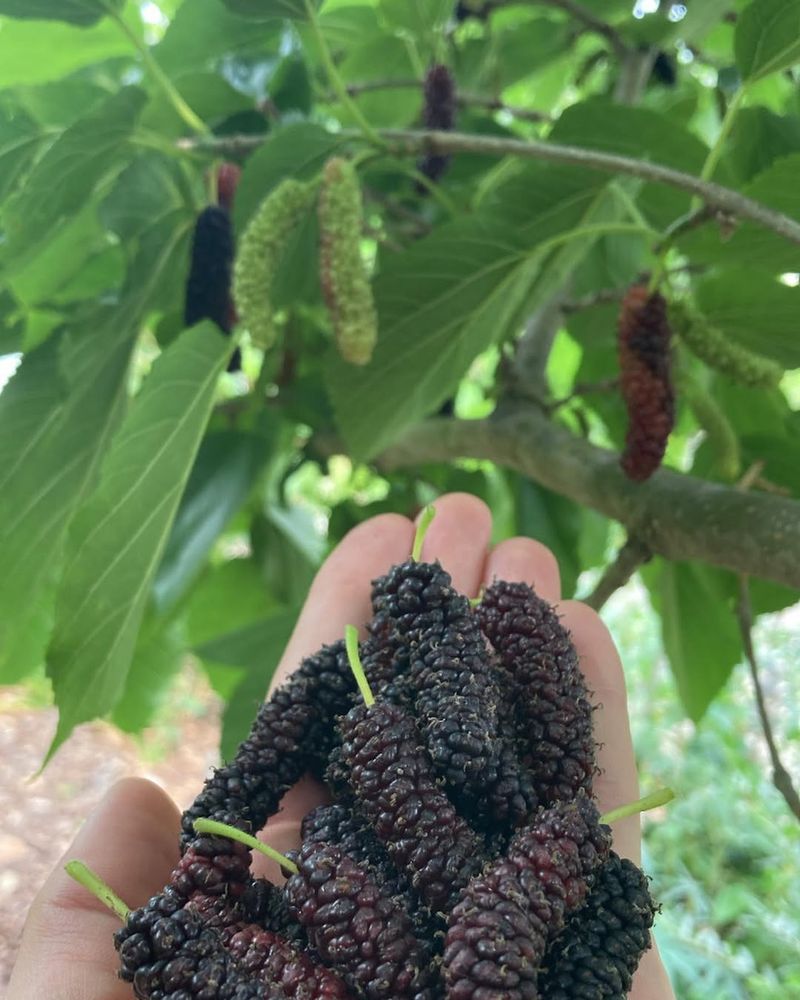 Mulberry Fruit Heavy Varieties