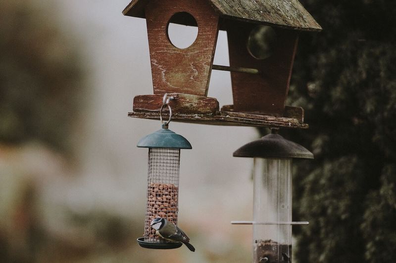 Sheltered Feeding Stations Block Wind And Snow