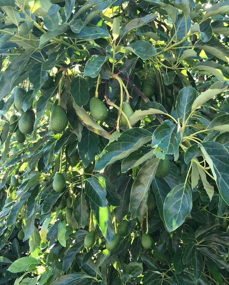 Avocado Trees