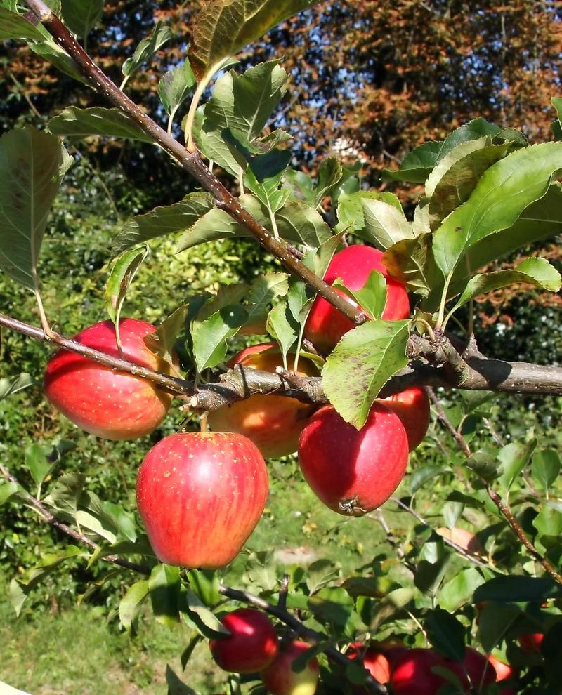 Apple (Malus Domestica)