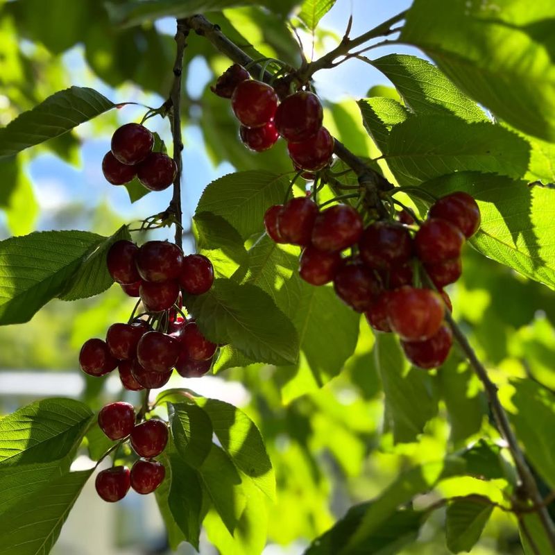 Cherry Trees