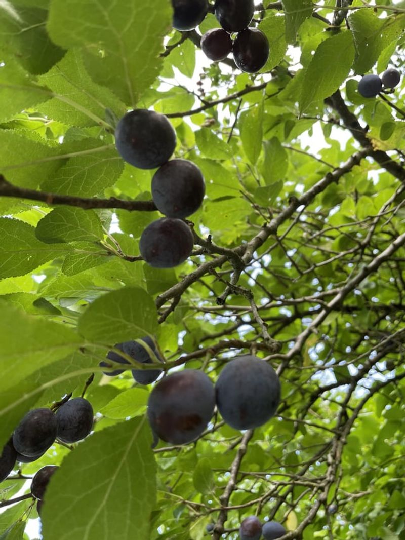 Plum Trees