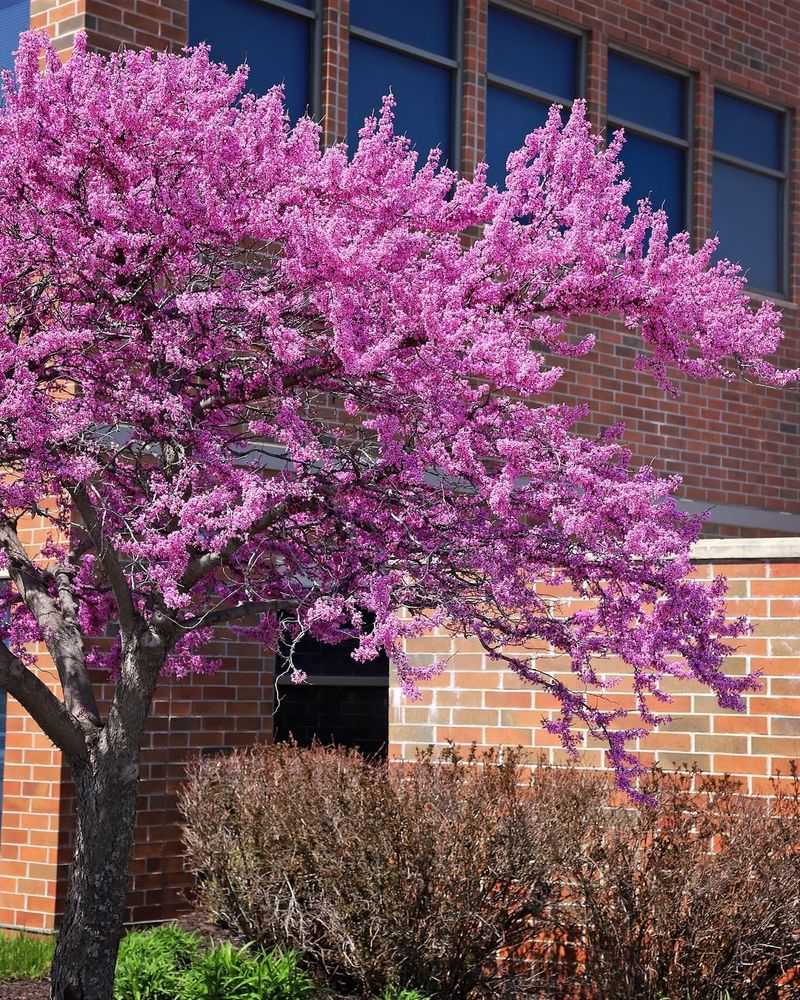 Eastern Redbud