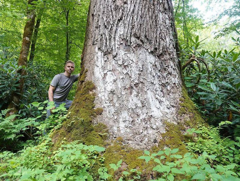 Trees Over A Minimum Trunk Diameter