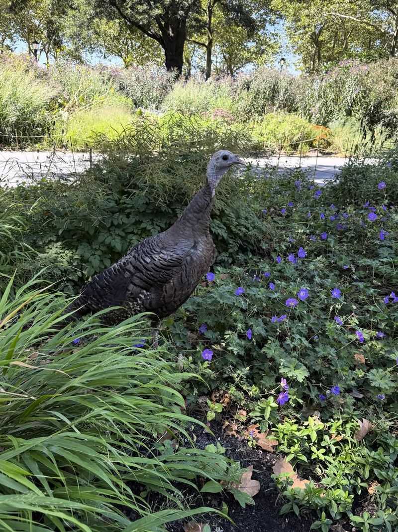 Disturbed Garden Beds With Uprooted Plants