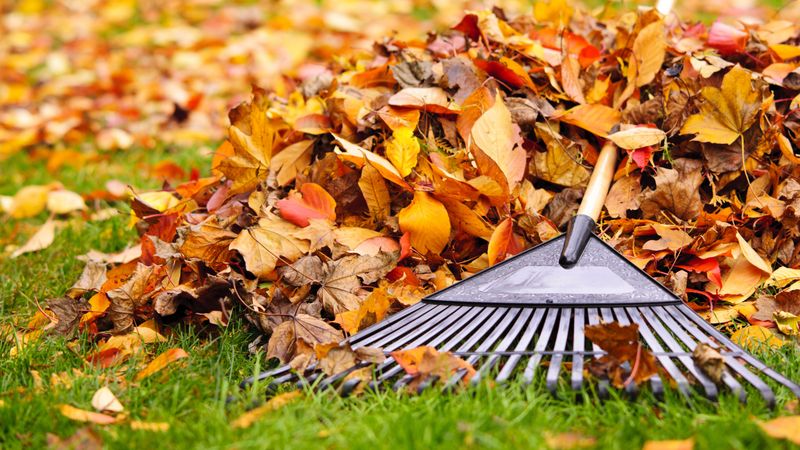 Your Neighbor Is Not Legally Required To Rake Your Yard