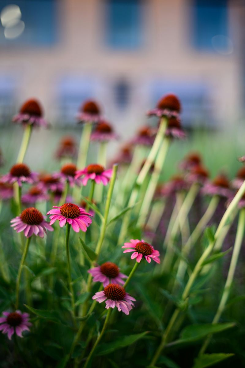 Why Coneflowers Benefit From Winter Exposure