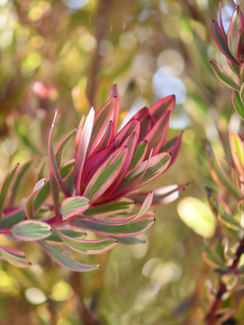 Leucadendron 'Jester'