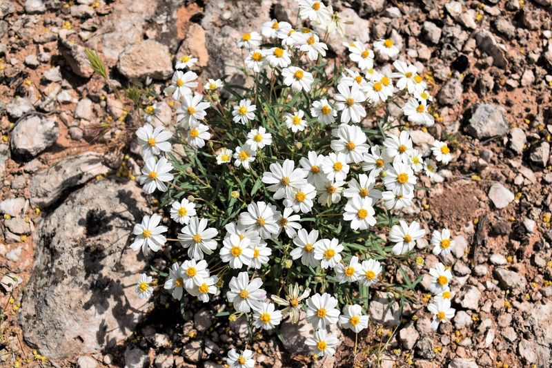 Blackfoot Daisy