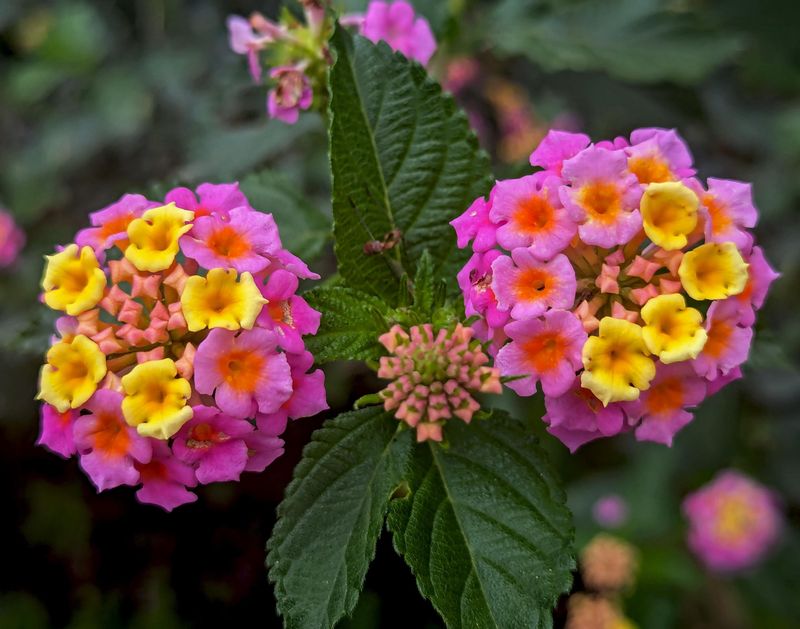 Lantana