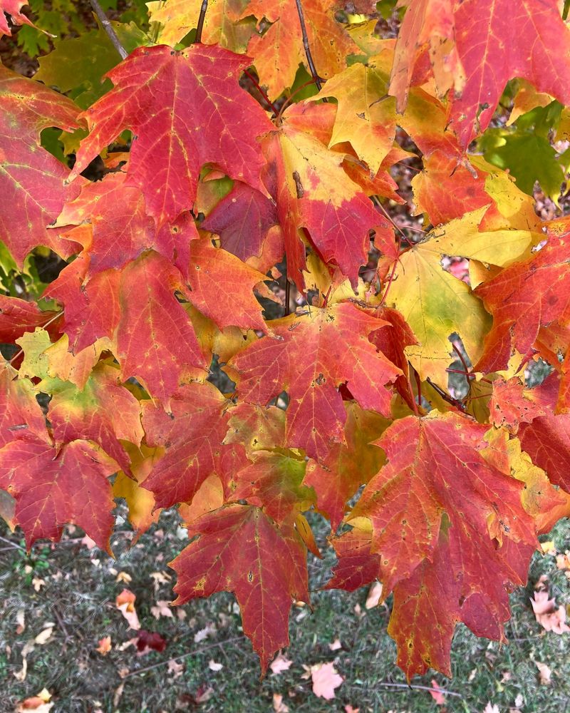 Sugar Maple