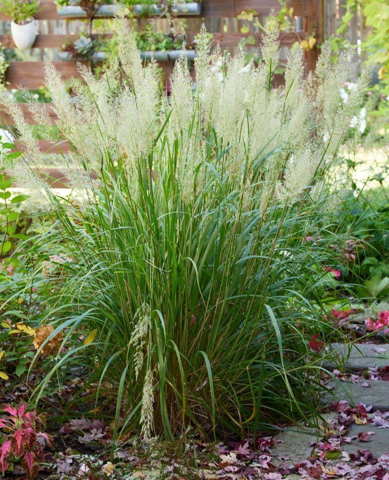 Ornamental Grass