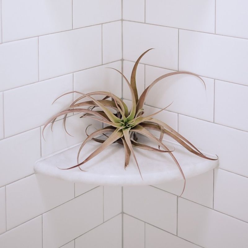 Air Plants