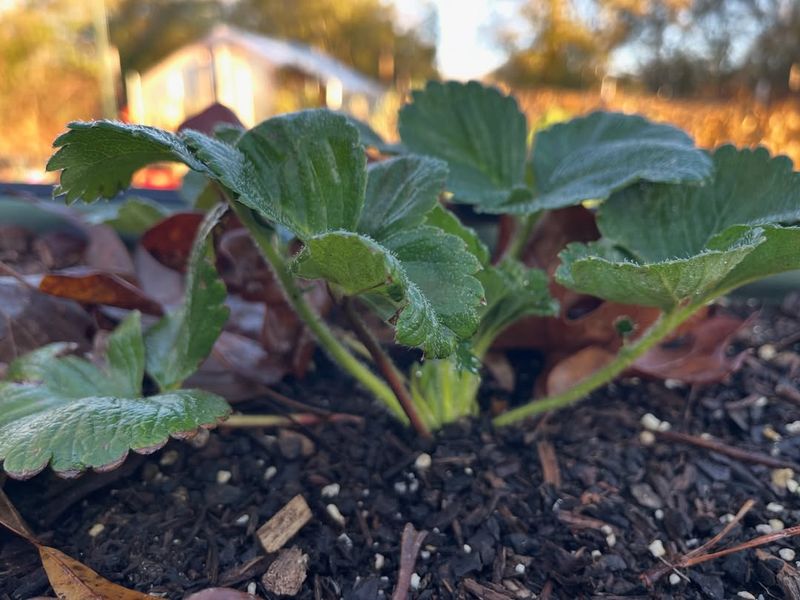 Strawberries Excel With Borage And Thyme Companions