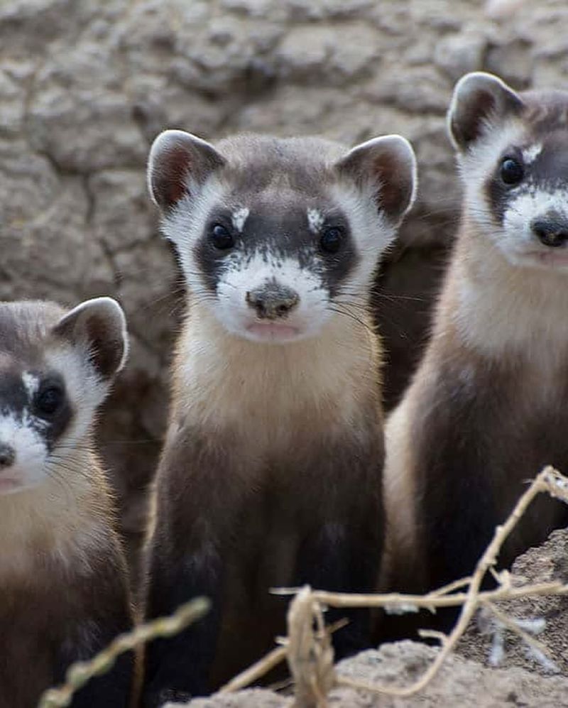 Black-Footed Ferret