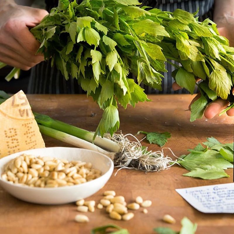 Lovage (Levisticum Officinale)