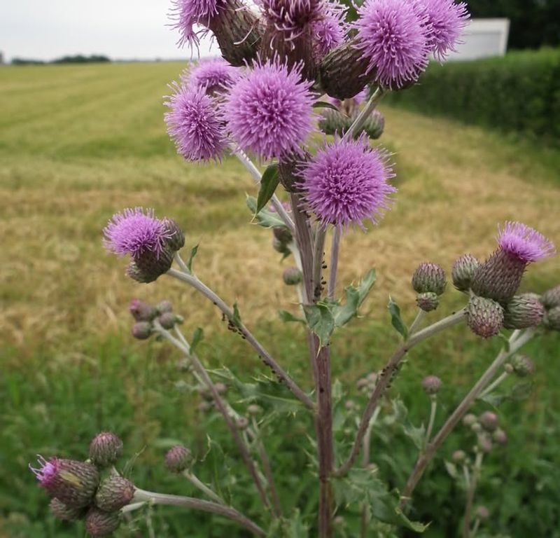 Canada Thistle