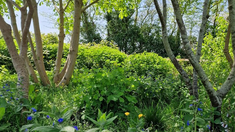 Natural Garden Edges And Woodland Transitions