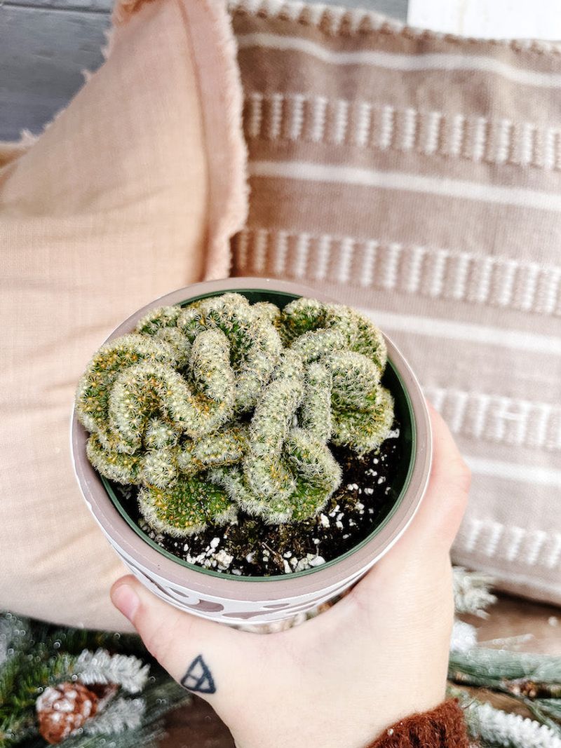 Thrives In Containers And Small Spaces