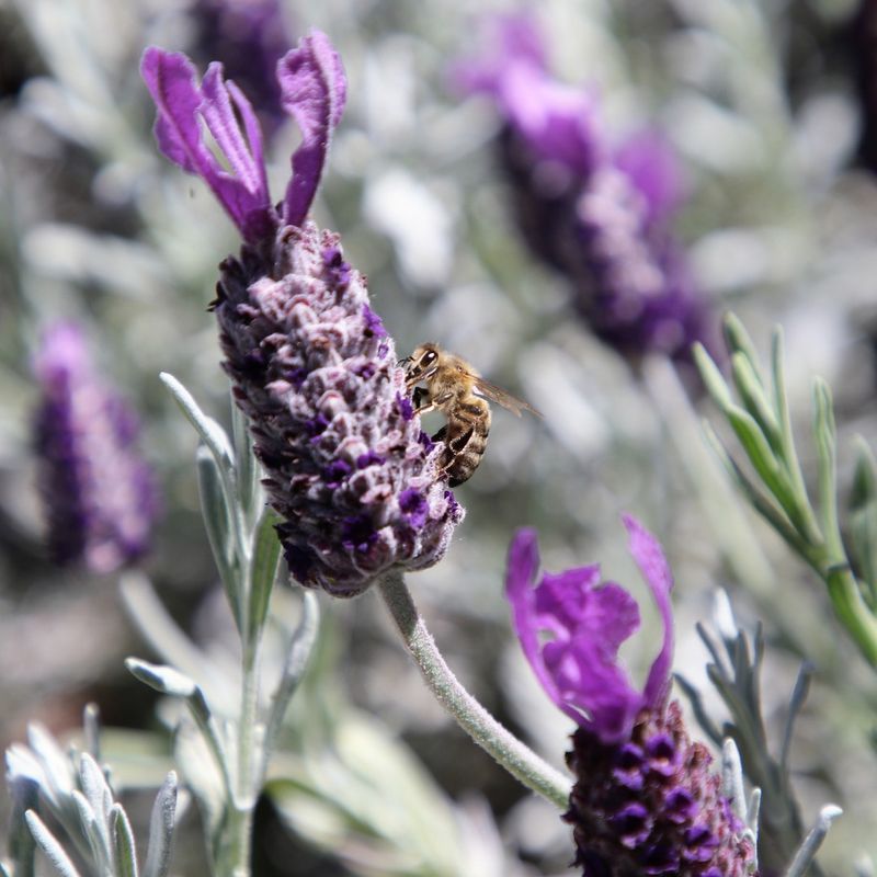 Attracts Beneficial Pollinators