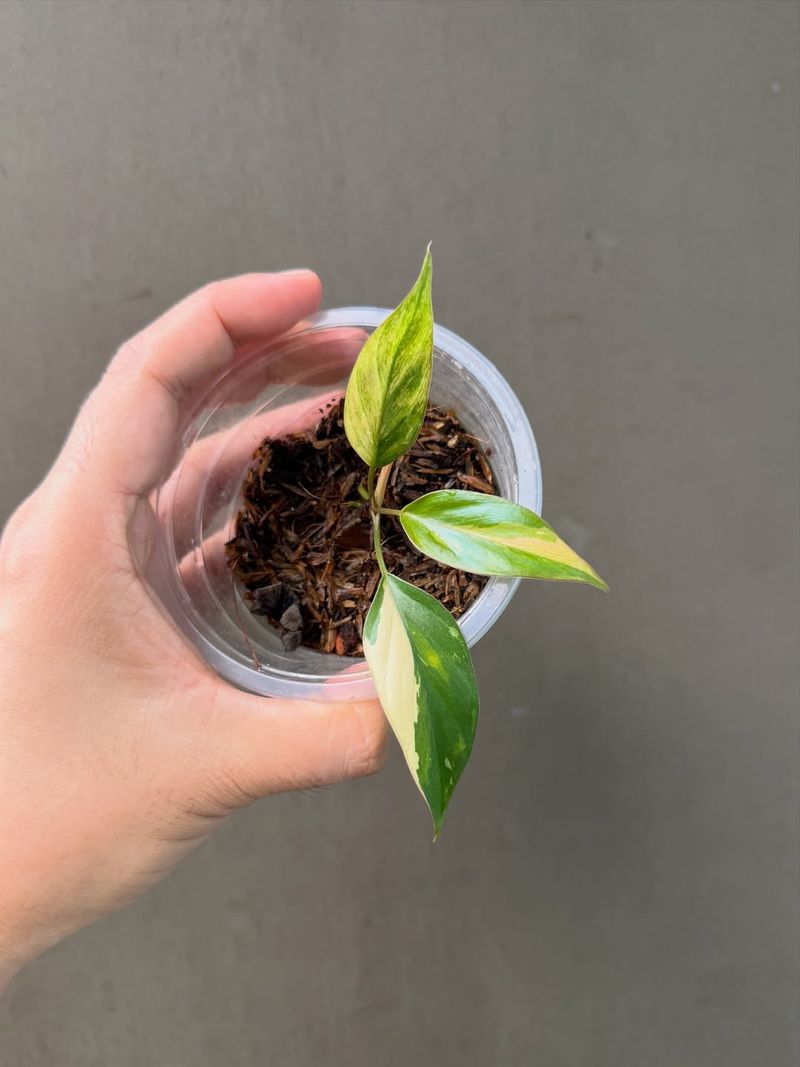 Budget-Friendly Way To Expand Your Plant Collection