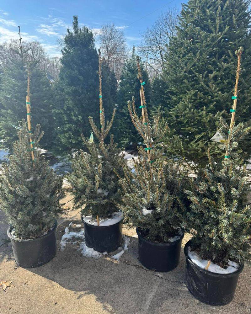 How Containers Protect Roots From Sudden Cold Snaps