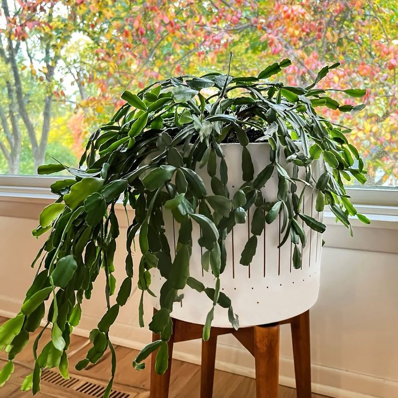 Moderate Temperature Fluctuations That Encourage Blooming