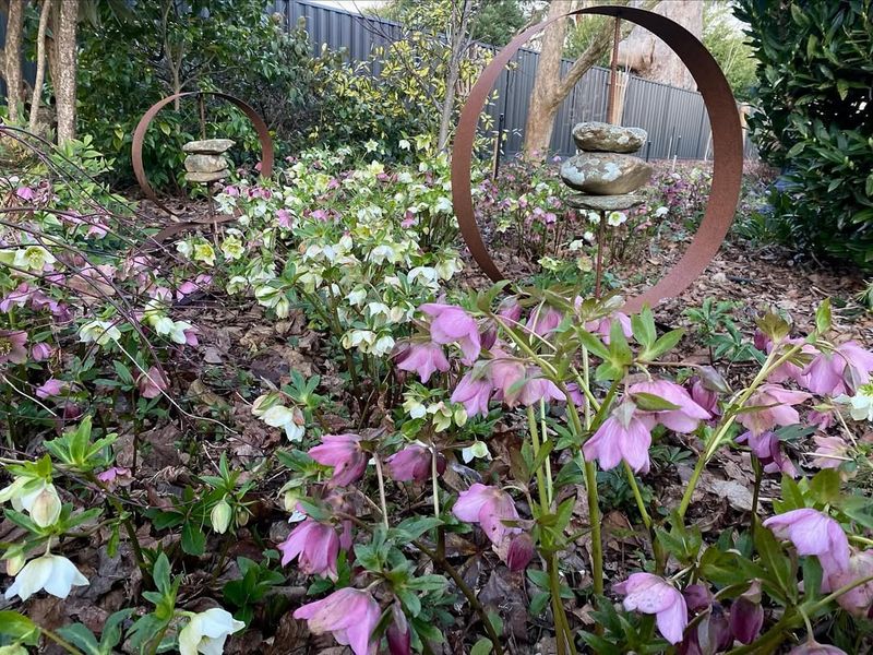 Shade Tolerance That Outshines Other Perennials
