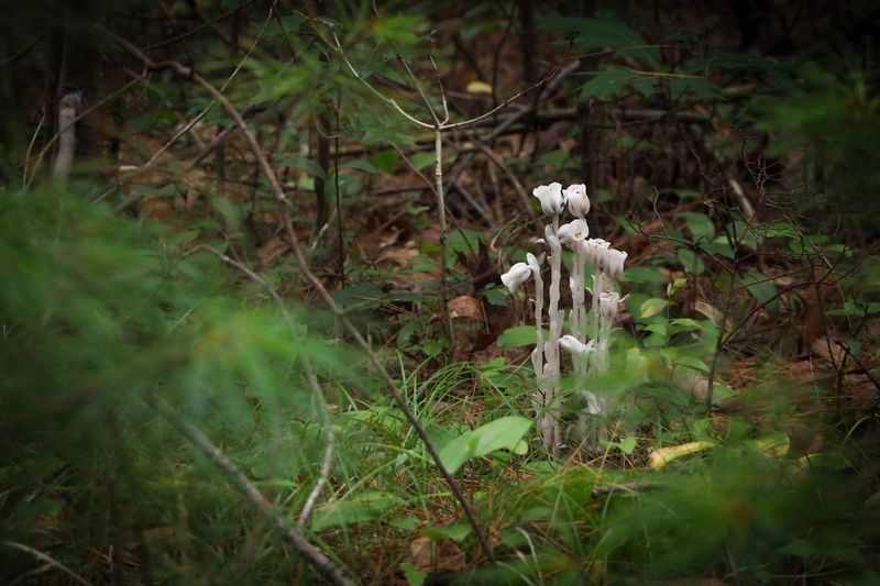 Mature Forest Ecosystems Are Expanding Throughout The State