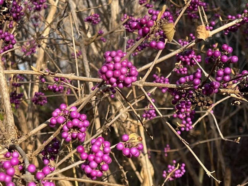 Wildlife Magnet For Birds And Pollinators