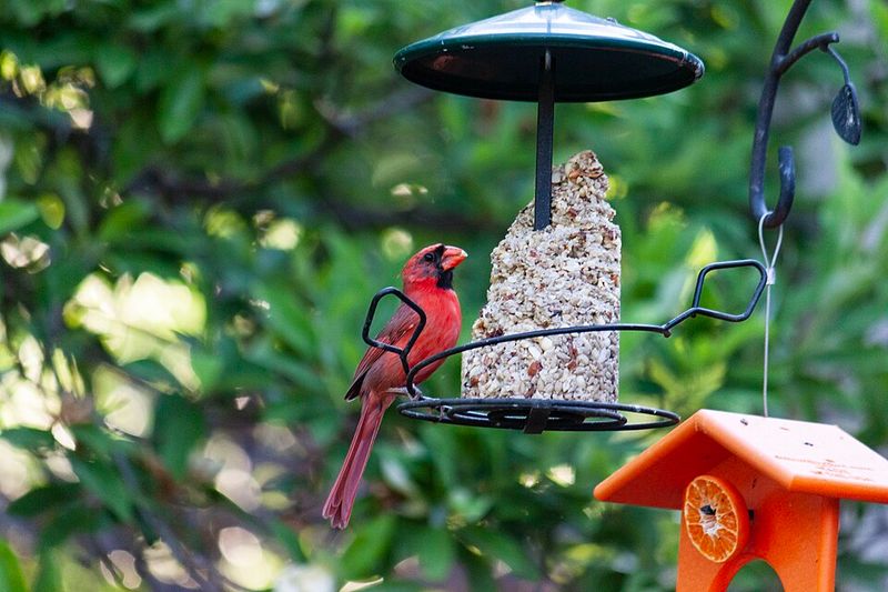 Natural Habitat Changes Alter Feeding Patterns